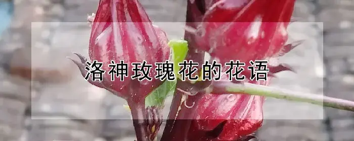 洛神玫瑰花的花语