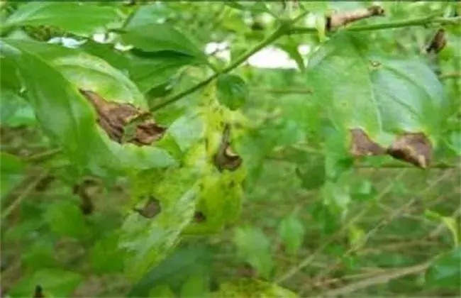 连翘病虫害防治和治疗技术