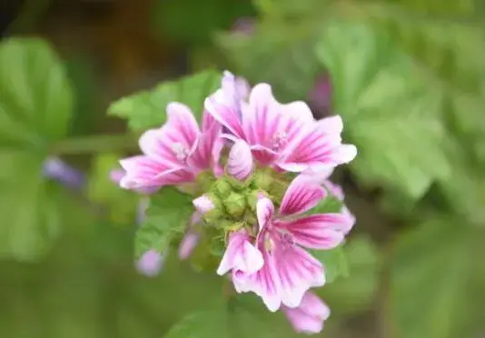 锦葵花的花语有哪些？