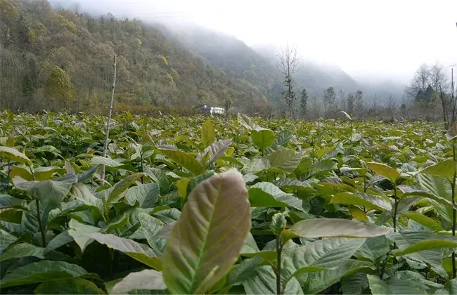 辛夷的繁育办法