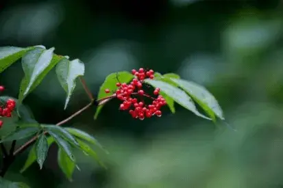 接骨木的功效与作用，接骨木的花语和传说