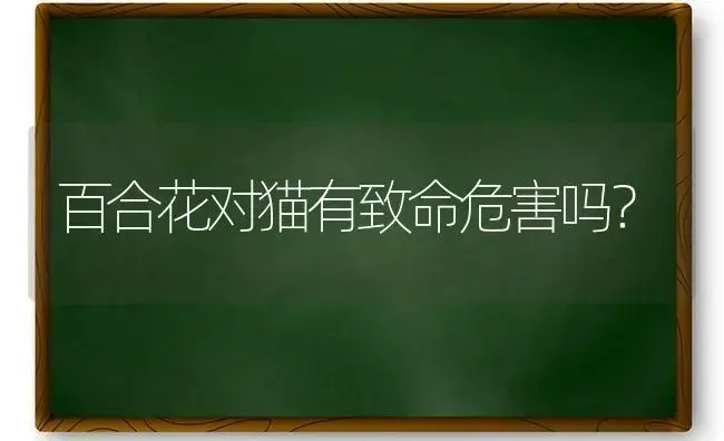 百合花对猫有致命危害吗？ | 绿植常识