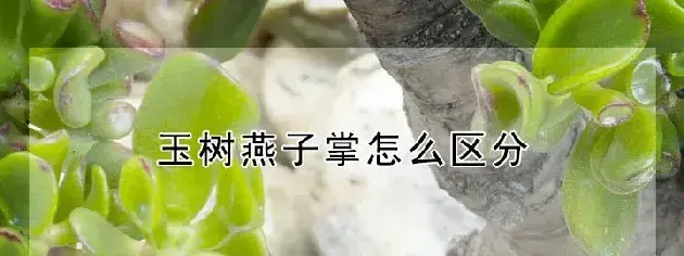 玉树燕子掌怎么区分