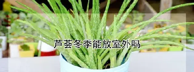 芦荟冬季能放室外吗