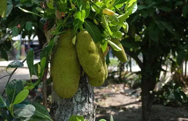 菠萝蜜的栽培条件