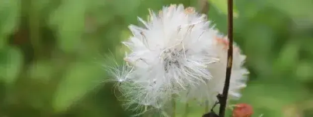 蒲公英多长时间割一茬