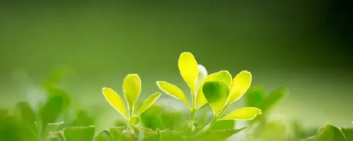 沙枣花的花语和寓意 沙枣花的花语和寓意是什么