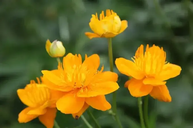 金莲花的花语是什么，有哪些美丽的传说故事(金莲花的功效与作用)