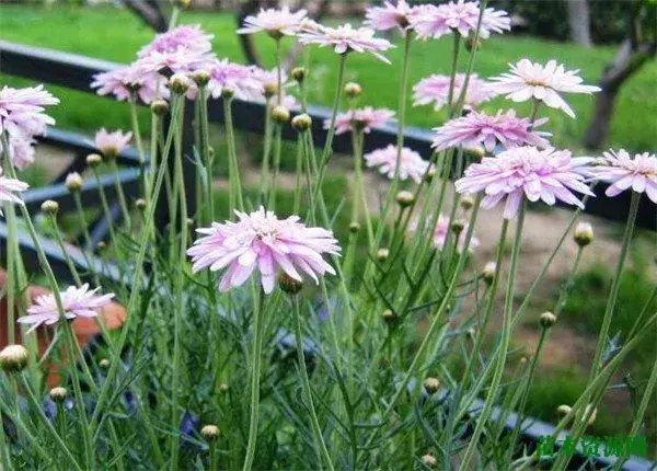 蓬蒿菊几月份开花 玛格丽特花的花语寓意是什么