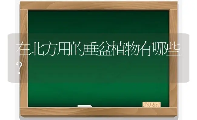 在北方用的垂盆植物有哪些？ | 多肉养殖