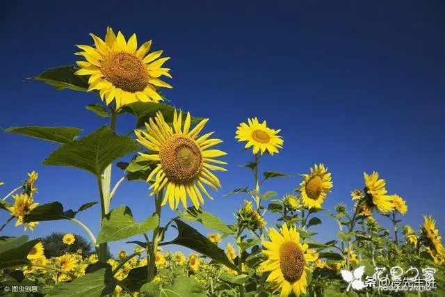 等待爱情、迷恋、微妙的美、沉默的爱，这些花的花语你了解吗