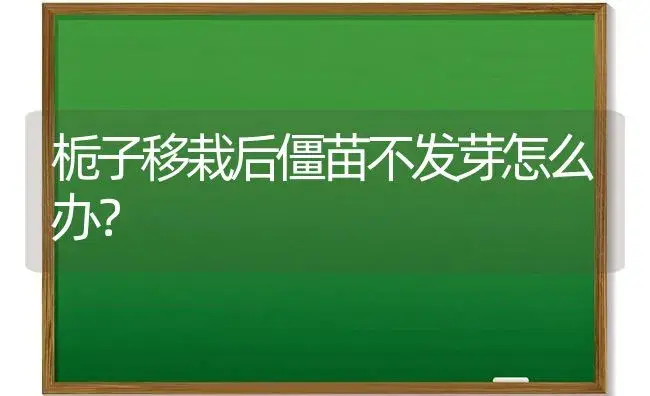 栀子移栽后僵苗不发芽怎么办？ | 绿植常识