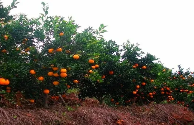 脐橙的保花保果办法