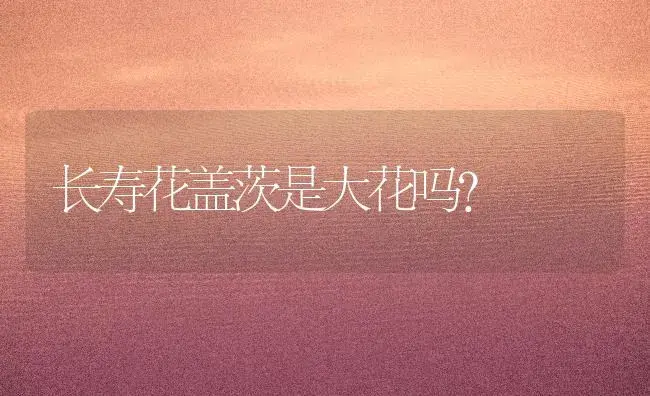 长寿花盖茨是大花吗？ | 多肉养殖