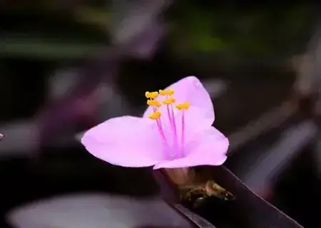 盆景知识 | 紫竹梅什么时候开花