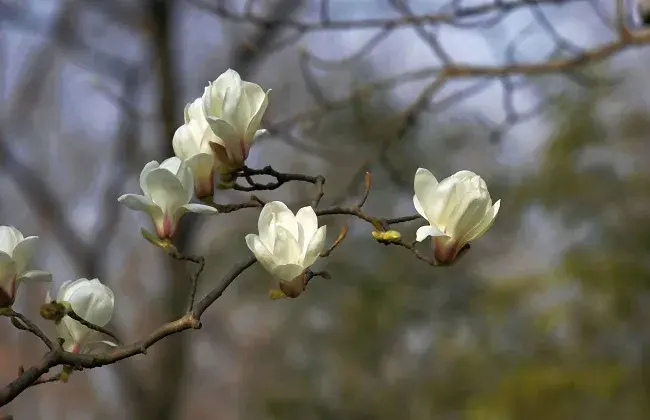 怎么延长白玉兰的花期