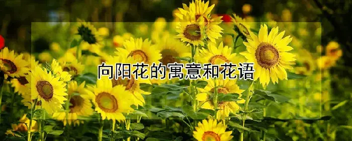 向阳花的寓意和花语