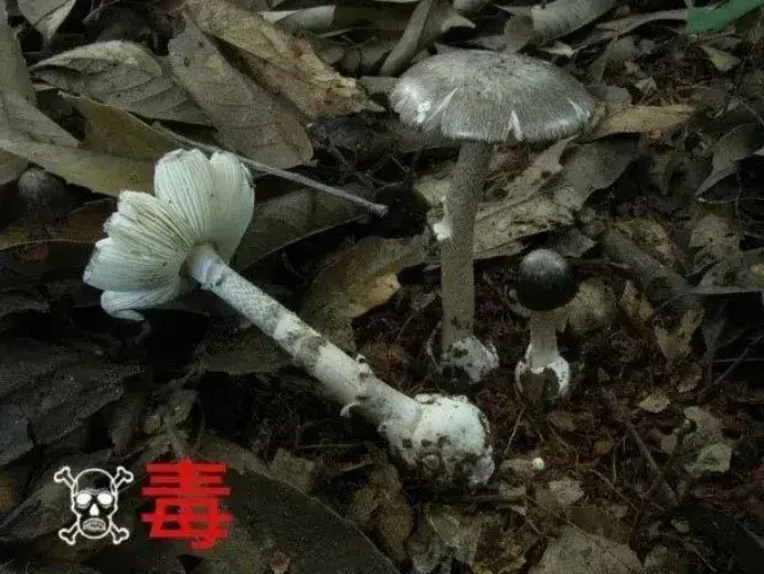 蘑菇界的“黑无常”，误食后致死率高