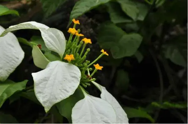 玉叶金花的花语是什么？玉叶金花虽然花朵极其高调的绽放，但寓意却尤为低调！