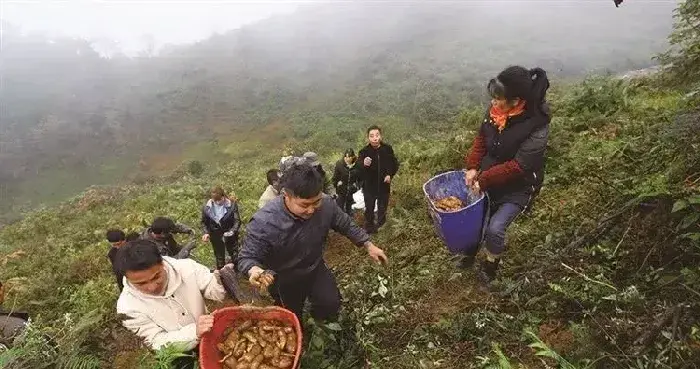 四川省雷波县：深耕乌天麻产业 托起高山农户共富梦