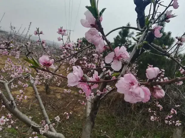 桃树保花保果措施