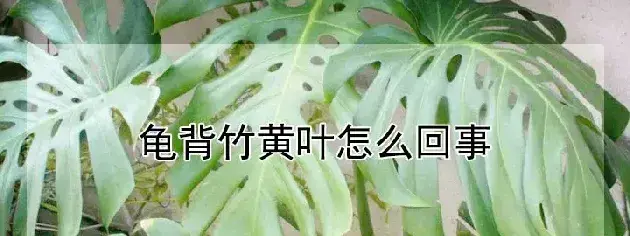 龟背竹黄叶怎么回事