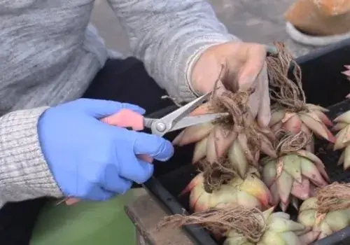 盆栽修剪 | 多肉植物修根方法