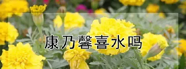 康乃馨喜水吗