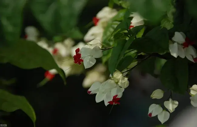 龙吐珠为什么不开花