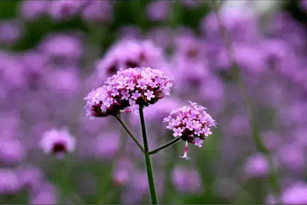 柳叶马鞭草花语