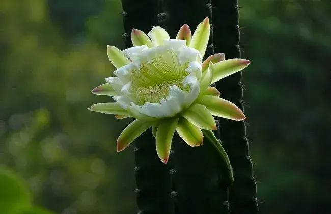 龙骨花叶片发黄怎么回事