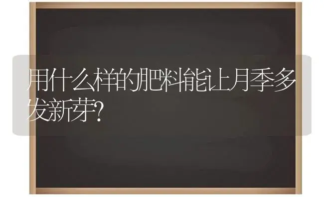 用什么样的肥料能让月季多发新芽？ | 绿植常识