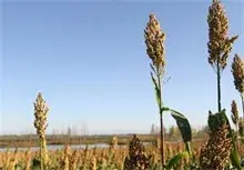 高楼村示范种植红高粱成景观吸引游客