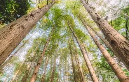 一根直杆的树如何造型？直干式造型介绍