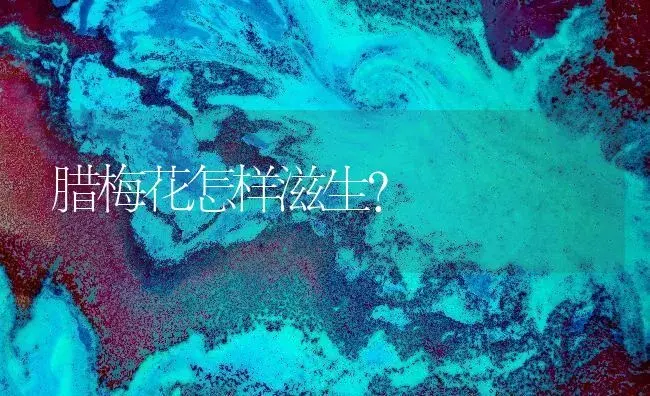 腊梅花怎样滋生？ | 家庭养花