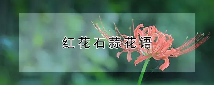 红花石蒜花语