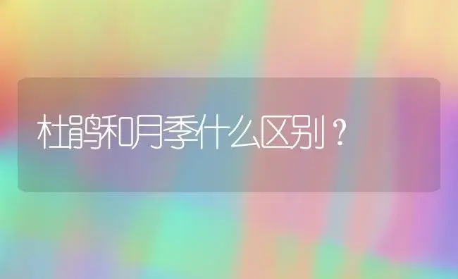 杜鹃和月季什么区别？ | 绿植常识