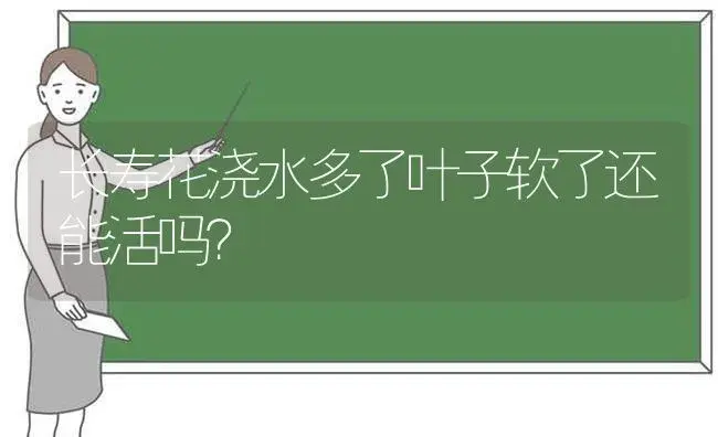 长寿花浇水多了叶子软了还能活吗？ | 多肉养殖