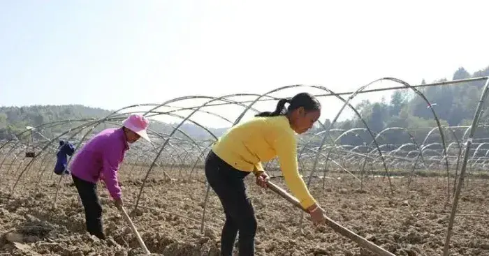 贵州玉屏建设羊肚菌大棚 让乡村振兴进入“快车道”