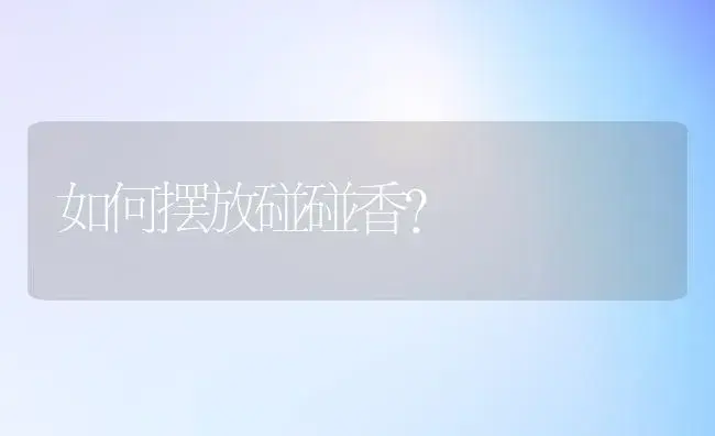 如何摆放碰碰香？ | 多肉养殖