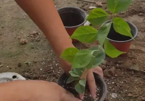 花卉果蔬盆景 | 三角梅怎么移盆