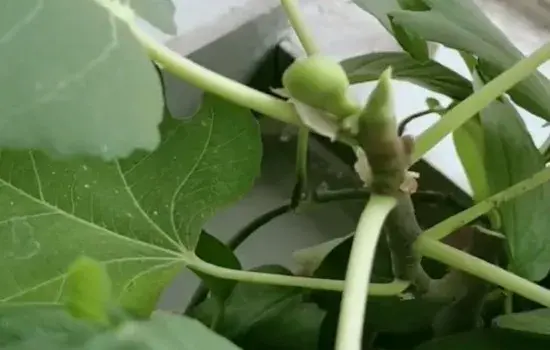 花卉果蔬盆景 | 冬天无花果还结果吗