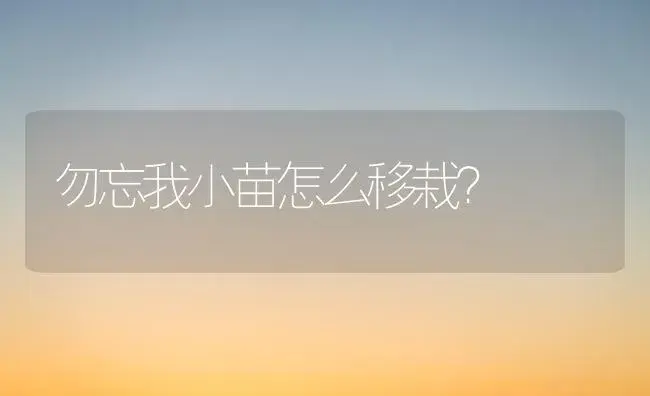 勿忘我小苗怎么移栽？ | 绿植常识