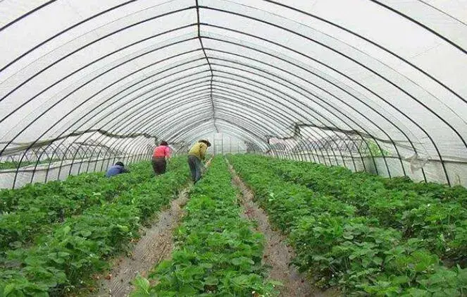 夏天蔬菜浇水要堤防什么