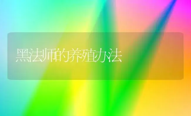 黑法师的养殖办法 | 家庭养花