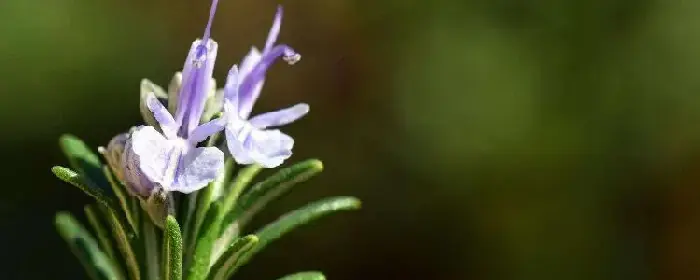 迷迭香花语的成语