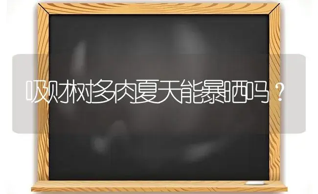 吸财树多肉夏天能暴晒吗？ | 多肉养殖