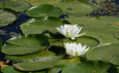 花卉果蔬盆景 | 常见的园林浮水植物有哪些