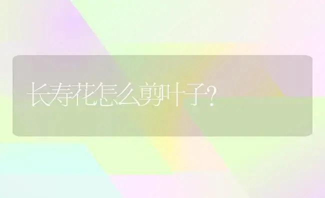 长寿花怎么剪叶子？ | 多肉养殖