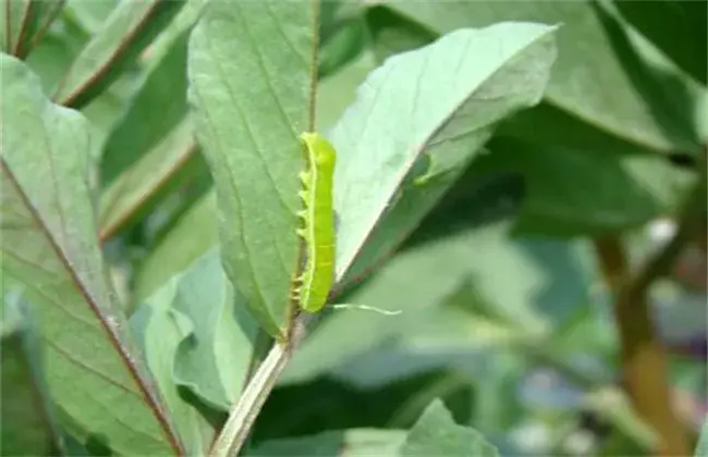 油菜的病虫害防治和治疗对策